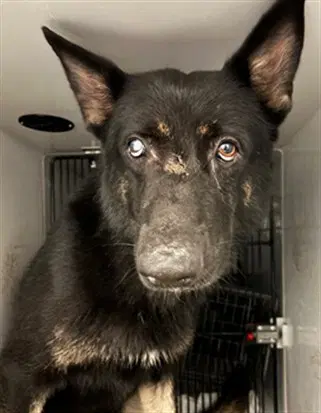 Shamu - German Shepherd Dog