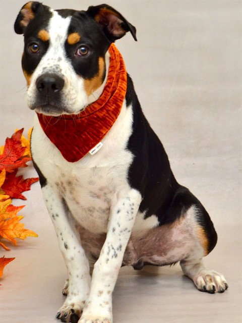 KABUTO, a dog for adoption from Seminole County Animal Services