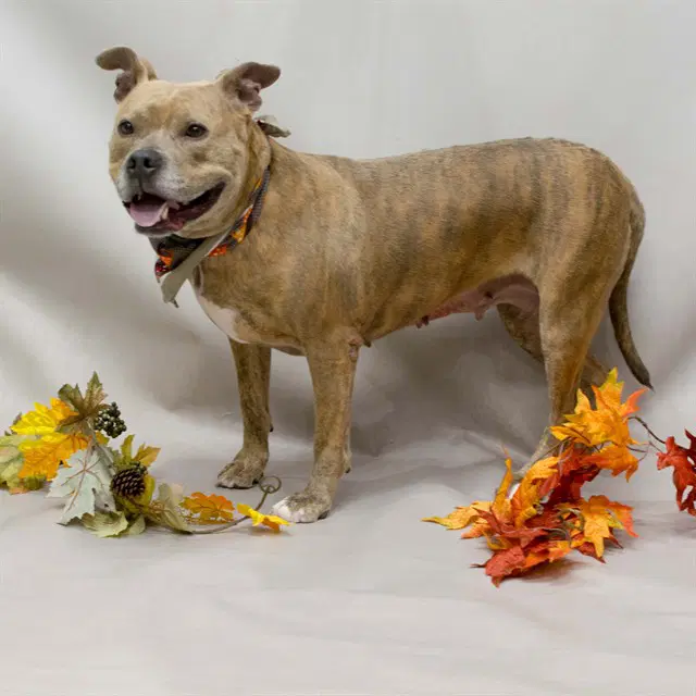 Dixie - Terrier
