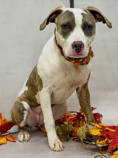 MARA, a dog for adoption from Seminole County Animal Services