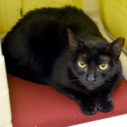 Missy, Domestic Short Hair