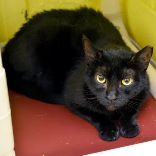 Missy - Domestic Short Hair