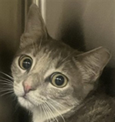 Lunala, Domestic Short Hair