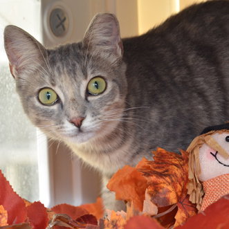 LUNALA, a cat for adoption from Seminole County Animal Services