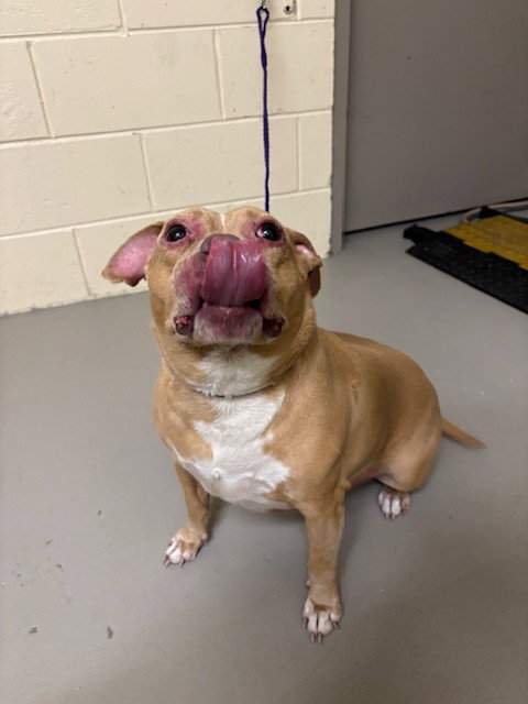 Chloe, American Staffordshire Terrier