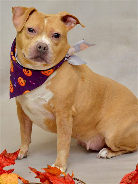 CHLOE, a dog for adoption from Seminole County Animal Services