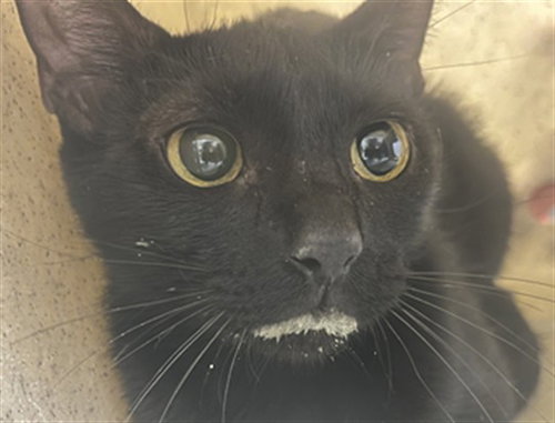 WORKING CAT, a cat for adoption from Seminole County Animal Services