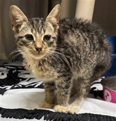 Pikachu, Domestic Short Hair
