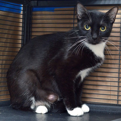 Clover, Domestic Short Hair