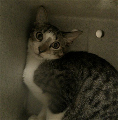 RAJAH, a cat for adoption from Seminole County Animal Services