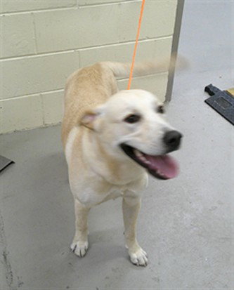 Riolu, Labrador Retriever