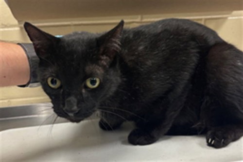 ONYX, a cat for adoption from Seminole County Animal Services