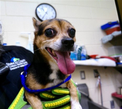 PIPLUP, a dog for adoption from Seminole County Animal Services