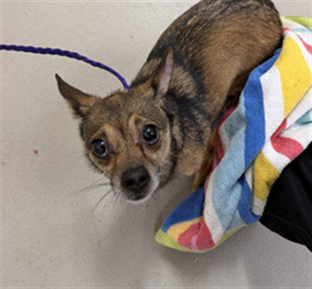 LILIPUP, a dog for adoption from Seminole County Animal Services