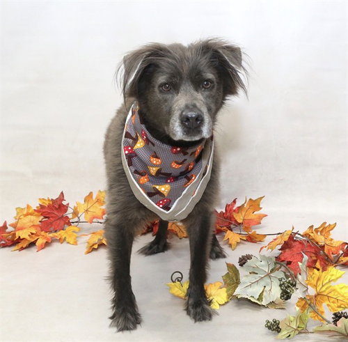 ROSIE, a dog for adoption from Seminole County Animal Services