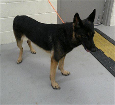 ACE, a dog for adoption from Seminole County Animal Services