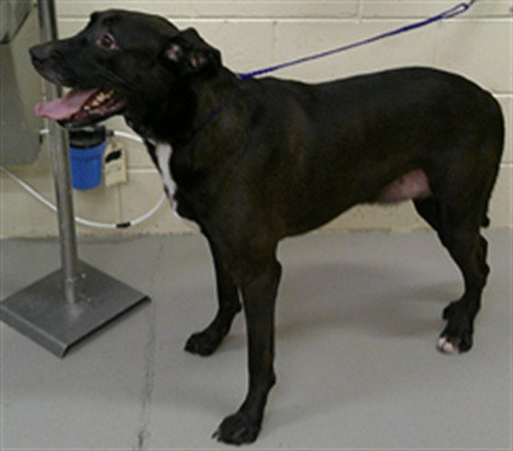 CASH, a dog for adoption from Seminole County Animal Services