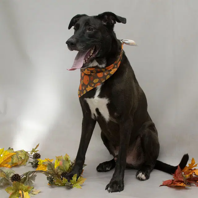 Cash - Labrador Retriever
