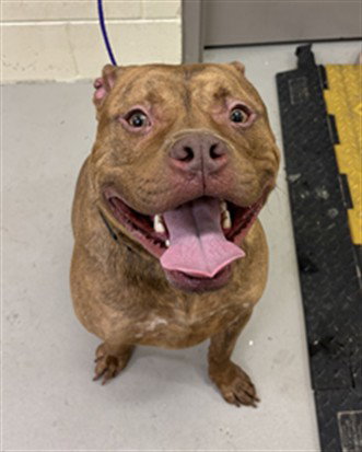 JEFF, a dog for adoption from Seminole County Animal Services