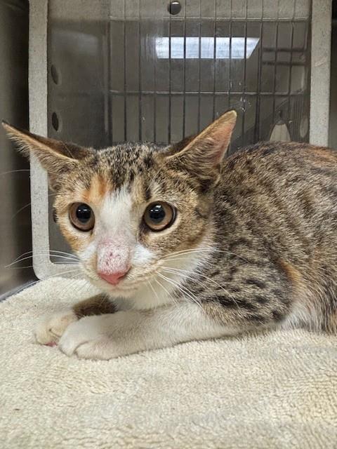 WORKING CAT, a cat for adoption from Seminole County Animal Services