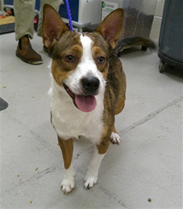 MILO, a dog for adoption from Seminole County Animal Services