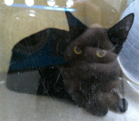 ARTIUNO, a cat for adoption from Seminole County Animal Services
