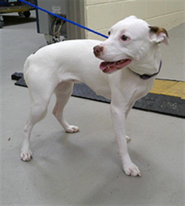 HILDA, a dog for adoption from Seminole County Animal Services