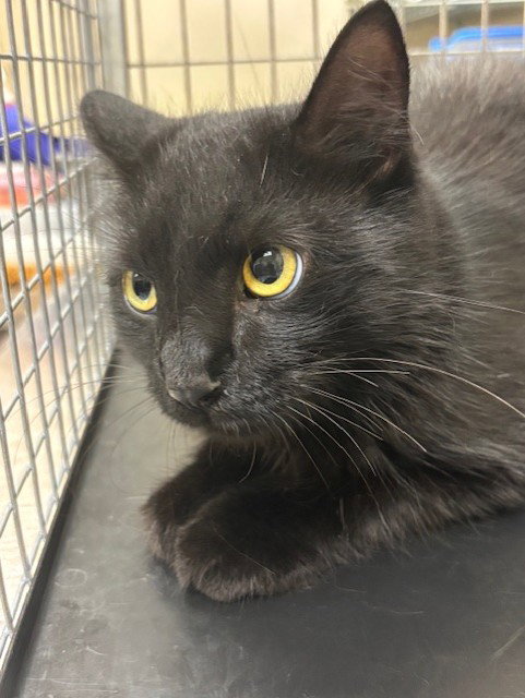 WORKING CAT, a cat for adoption from Seminole County Animal Services