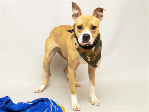 CYRUS THE GREAT, a dog for adoption from Seminole County Animal Services