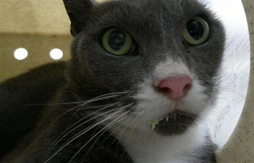 WORKING CAT, a cat for adoption from Seminole County Animal Services