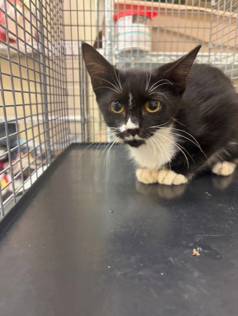 COOKIE, a cat for adoption from Seminole County Animal Services