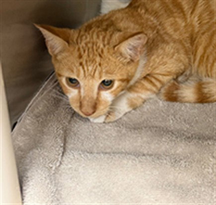 NECKTIE, a cat for adoption from Seminole County Animal Services