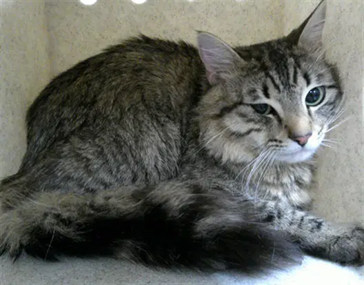 Oscar - Domestic Medium Hair
