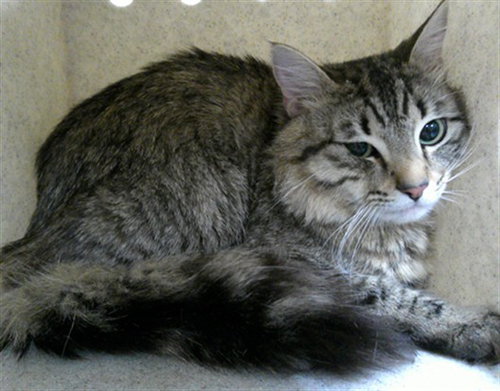 OSCAR, a cat for adoption from Seminole County Animal Services
