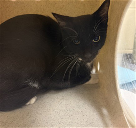 CAPT. JACK, a cat for adoption from Seminole County Animal Services