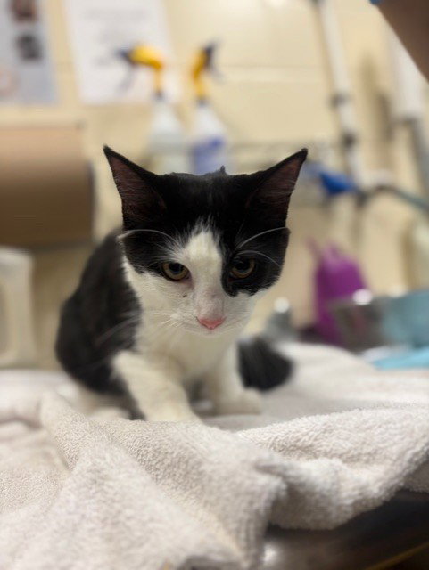LILY, a cat for adoption from Seminole County Animal Services