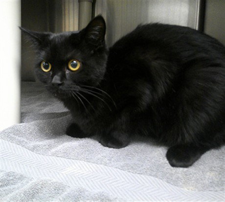 CASPIAN, a cat for adoption from Seminole County Animal Services