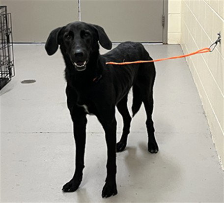 OWEN, a dog for adoption from Seminole County Animal Services