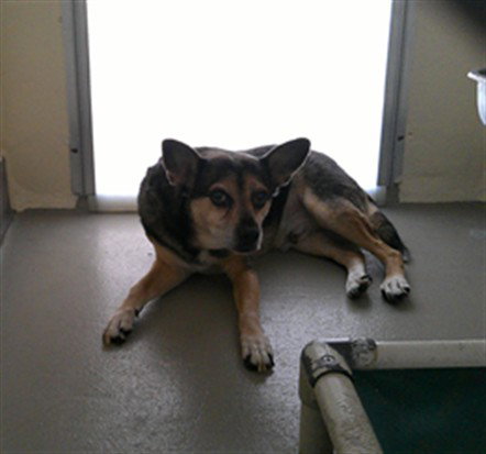 RUPERT, a dog for adoption from Seminole County Animal Services