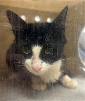 DANDELION, a cat for adoption from Seminole County Animal Services
