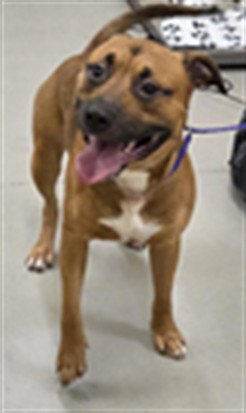 MAX, a dog for adoption from Seminole County Animal Services