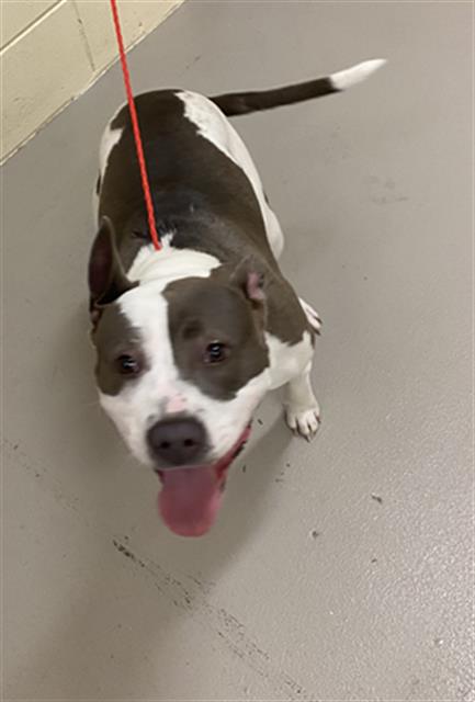 BELLE, a dog for adoption from Seminole County Animal Services