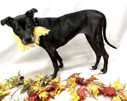 Nessa, Labrador Retriever / Mixed (medium coat)