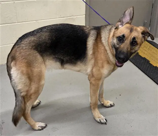 Bella - German Shepherd Dog