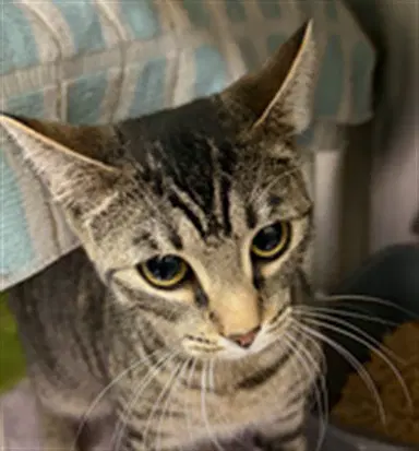 Mila - Domestic Short Hair