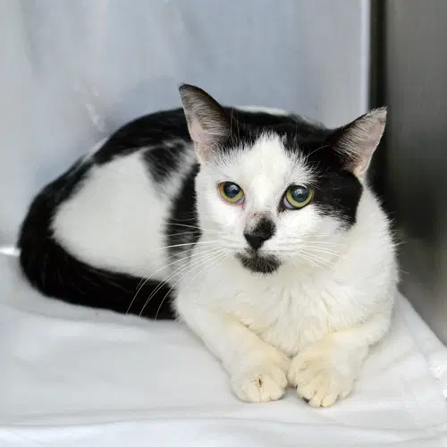 Alanna - Domestic Short Hair
