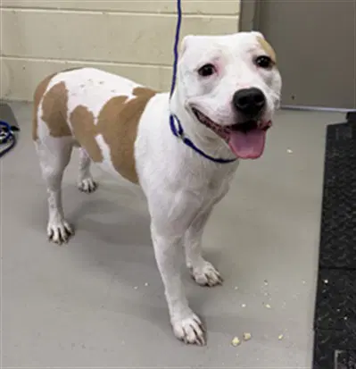 Destiny - Terrier