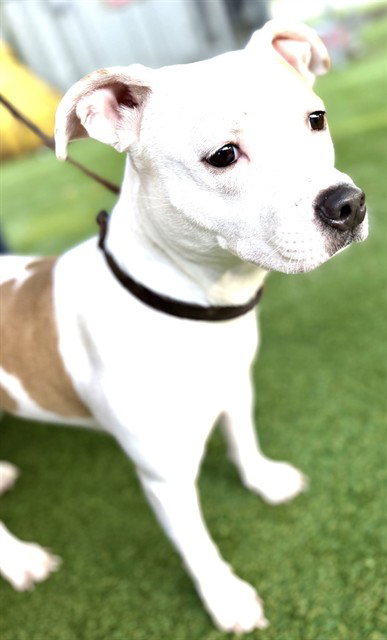 Destiny, Terrier / Mixed (medium coat)