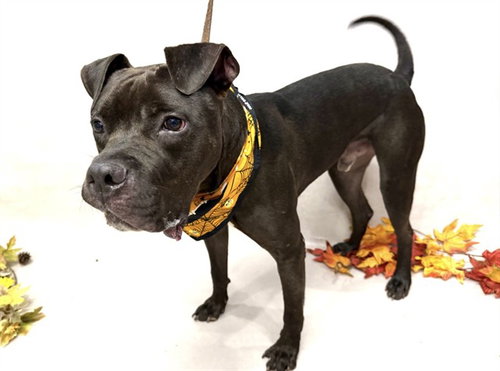 Crash, Bullmastiff / Boxer / Mixed (medium coat)