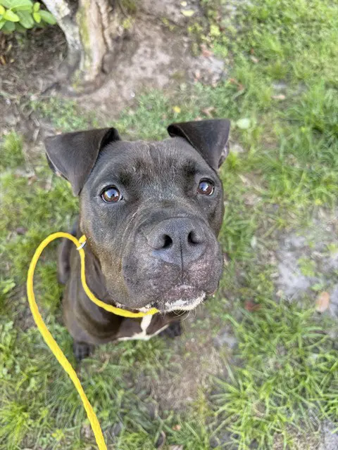 Crash - Bullmastiff